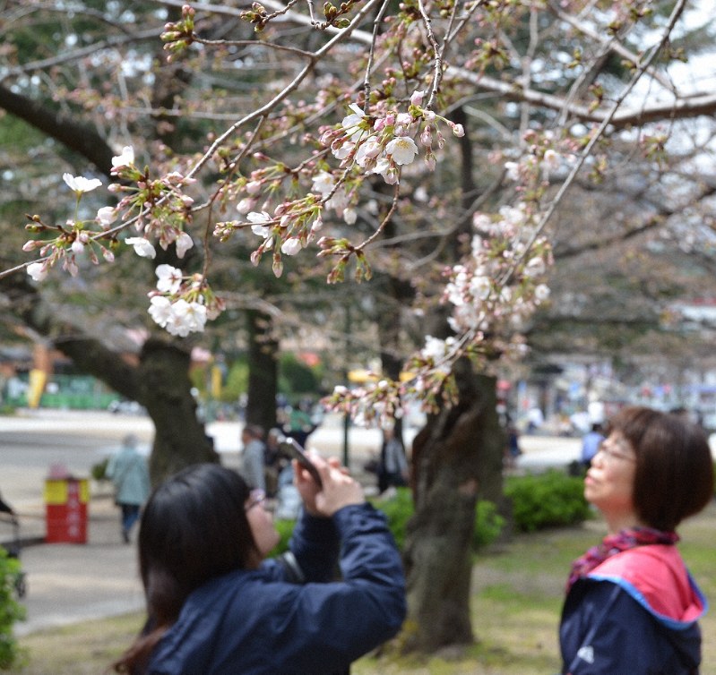 名古屋で桜開花 平年より4日早く 毎日新聞