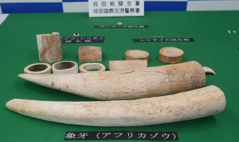密輸出しようとしたアフリカゾウの牙など=千葉県成田市の成田空港で2020年1月14日、中村宰和撮影