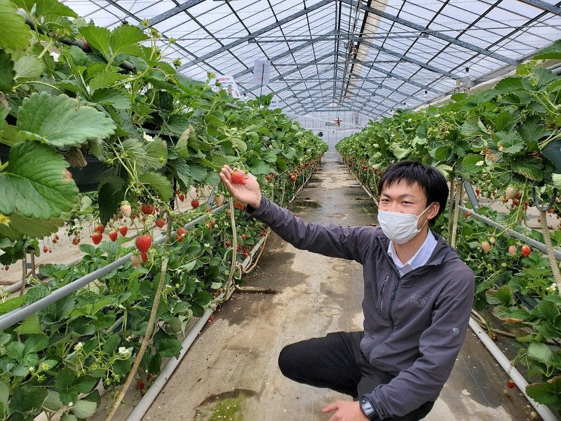 食べごろのイチゴを選ぶ神宮さん＝群馬県高崎市のファームクラブ中里農場で