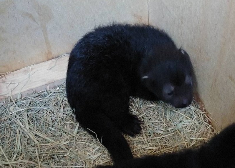 ビントロングの赤ちゃん=愛媛県立とべ動物園提供