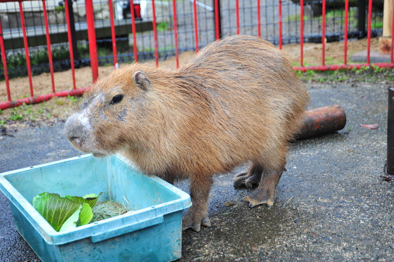 福知山市動物園に新しく仲間入りしたカピバラ=福知山市猪崎で2020年3月27日、佐藤孝治撮影