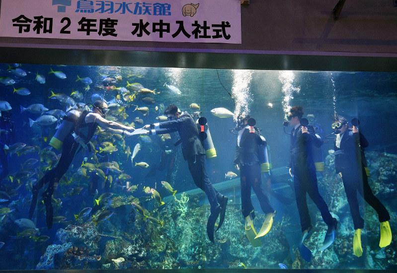 三重・鳥羽水族館で「水中入社式」 アオウミガメやハリセンボンなど約
