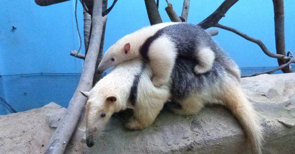 長 い舌だから ペロ 高知 のいち動物公園のアリクイ命名 再開したら見に来て 毎日新聞