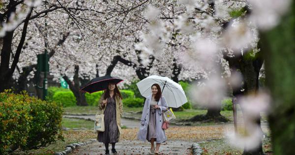 名古屋、岐阜で桜満開 あいにくの雨 | 毎日新聞