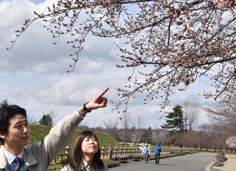 桜の開花を確認する山形市の職員=霞城公園で