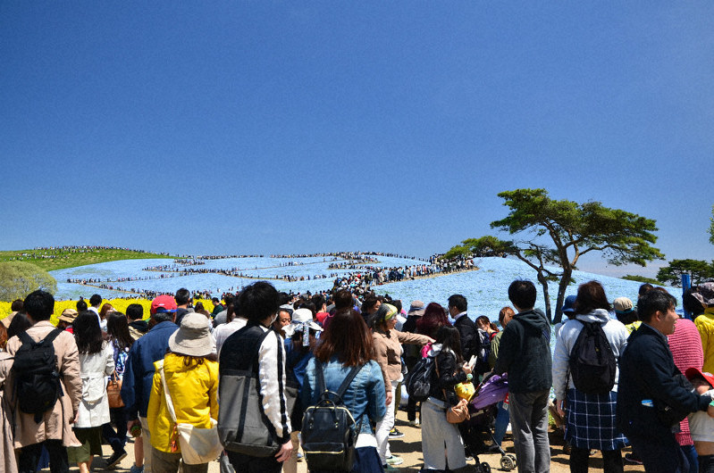 ネモフィラが見ごろを迎え、多くの観光客でにぎわう国営ひたち海浜公園=昨年4月下旬撮影(ひたち公園管理センター提供)