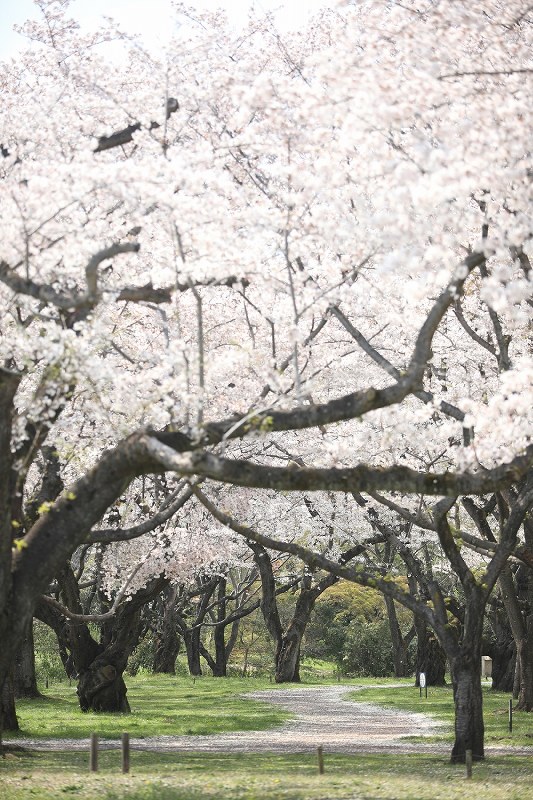 新型コロナ：休園の国営昭和記念公園 見ごろのサクラ、SNSで発信 [写真特集2/5] 毎日新聞