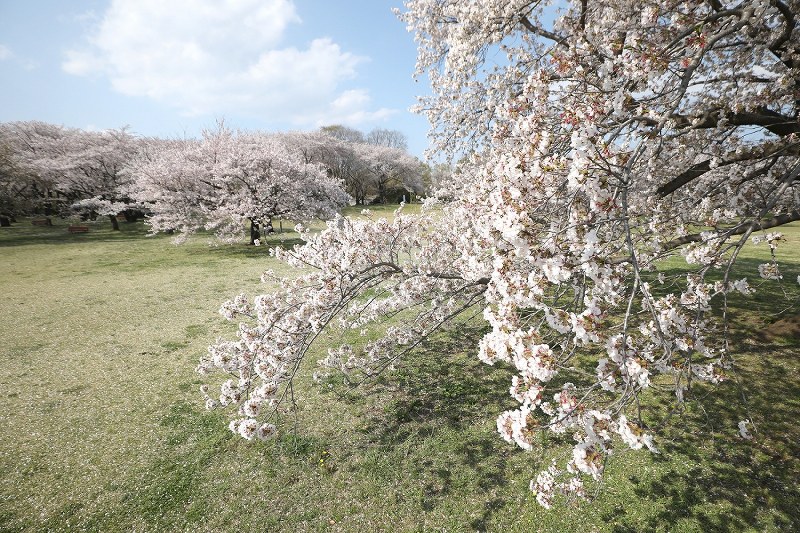 新型コロナ：休園の国営昭和記念公園 見ごろのサクラ、SNSで発信 [写真特集2/5] 毎日新聞