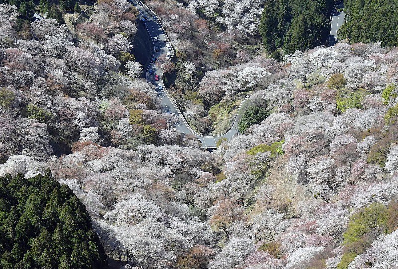 山肌染める淡いピンク 吉野山の桜が満開 奈良 [写真特集1/7] | 毎日新聞