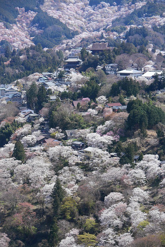 山肌染める淡いピンク 吉野山の桜が満開 奈良 [写真特集1/7] | 毎日新聞