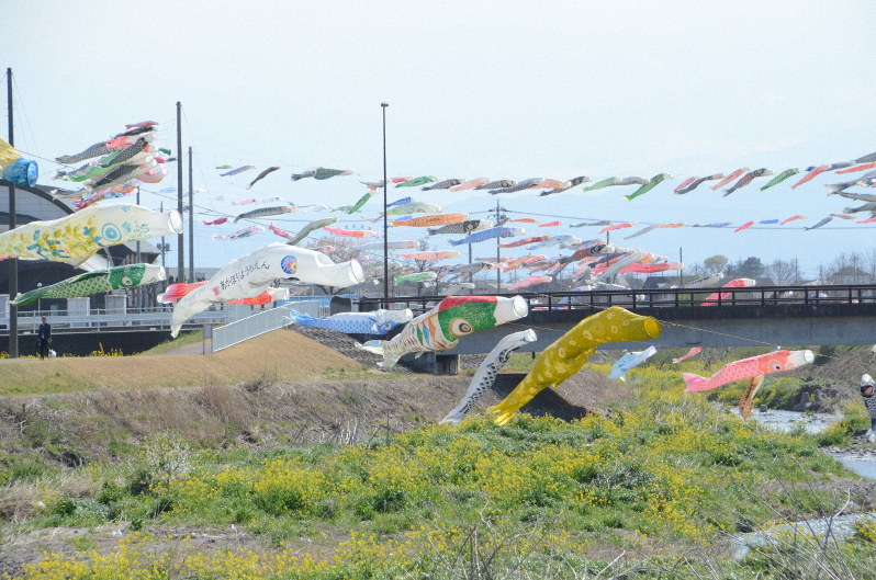 川沿いを気持ちよさそうに泳ぐこいのぼり=群馬県伊勢崎市堀下町で2020年4月5日、道岡美波撮影