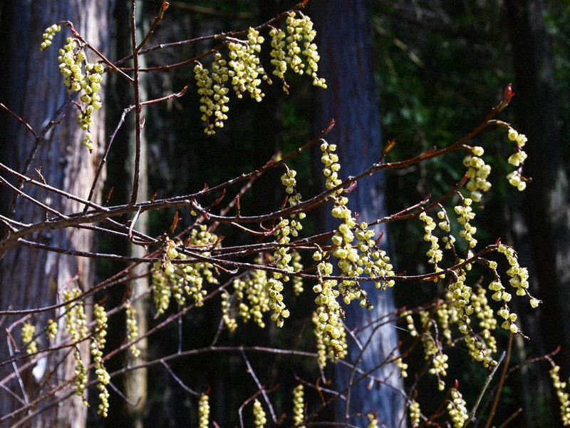 春告げる黄色い花 山梨 毎日新聞