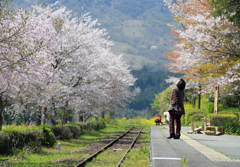 熊本地震から間もなく4年。南阿蘇鉄道長陽駅は今も不通区間だが、桜の名所として親しまれている。南阿蘇鉄道は2023年夏の全線再開を目指して復旧工事が進められている=熊本県南阿蘇村で2020年4月7日、津村豊和撮影