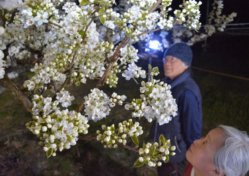 梨の花を愛でて 大阿太高原 １８日までライトアップ 奈良 毎日新聞