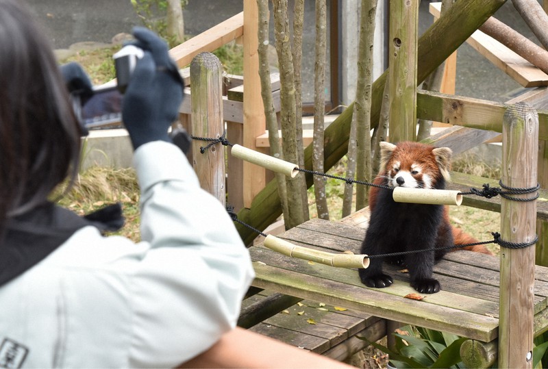 到津の森公園の「#休園中の動物園」 練習中のロバ、貫禄のゾウ…動画