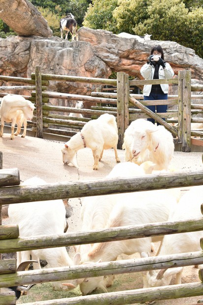到津の森公園の「#休園中の動物園」 練習中のロバ、貫禄のゾウ…動画