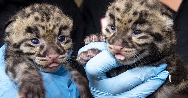 シム・シメール、【THE LITTLE CLOUDED LEOPARD】 シム・シメール、【THE LITTLE CLOUDED LEOPARD】（Cuteness