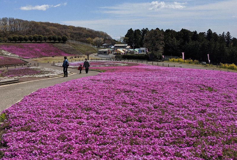 赤 白 ピンク 模様鮮やか 高崎 芝桜まつり 群馬 毎日新聞