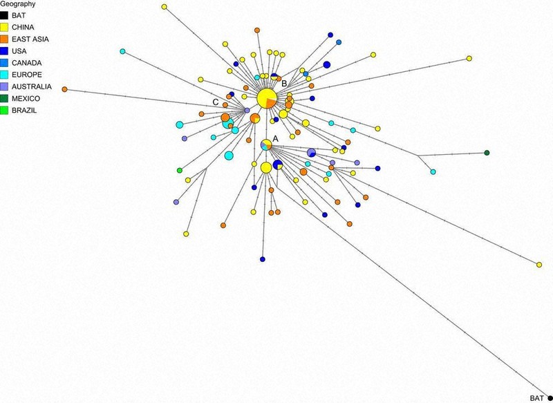 コウモリから検出したウイルス(右下)から遺伝子が変異している様子を示した図。大きく3タイプあり、さらに小さな集団に分かれている=米科学アカデミー紀要に投稿された論文より