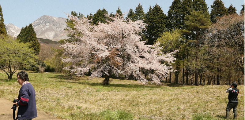 雪の久住山をバックにした桜=大分県竹田市久住町で2020年4月14日、衛藤親撮影