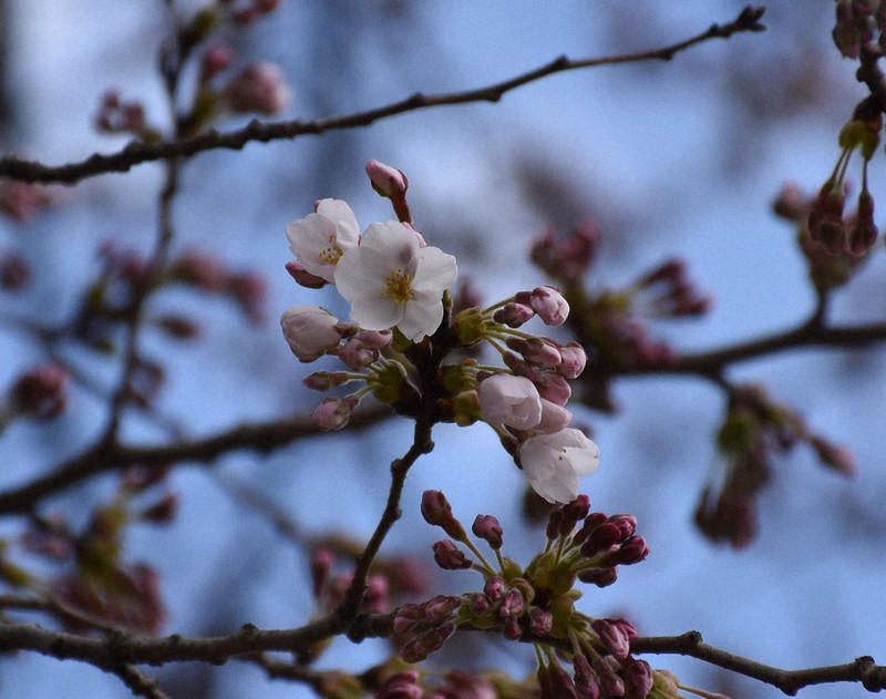 平年より早く開花した盛岡の桜=盛岡市内丸の盛岡城跡公園で2020年4月14日午後2時6分、安藤いく子撮影