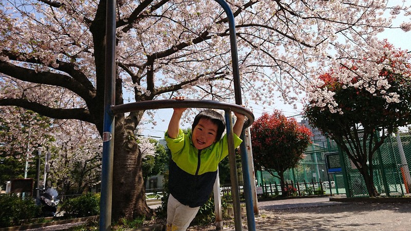 満開の桜に目もくれず、公園の遊具ではしゃぎまわる健=東京都墨田区の自宅近くの公園で2020年3月、柳沢茜撮影