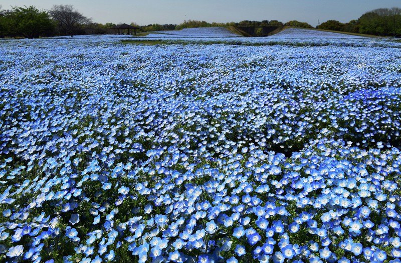 休園中でも ネモフィラ満開 さえずるヒバリ 福岡 海の中道海浜公園 写真特集3 10 毎日新聞