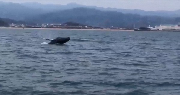ザトウクジラ ジャンプに潜水、瀬戸内海で悠然と水しぶき | 毎日新聞