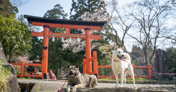 【中古】 懺悔の滴/人間社/伊神ごん太 中古】 懺悔の滴/人間社/伊神ごん太