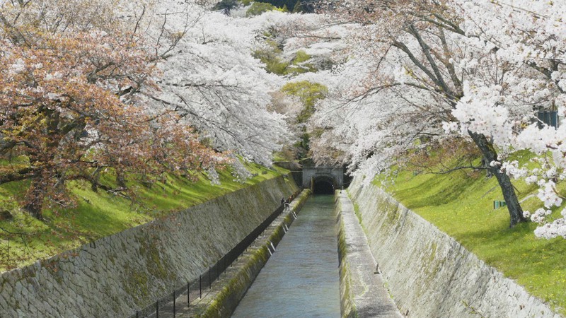 桜が満開に咲く琵琶湖疏水の風景を配信する「桜デリバリープロジェクト」の一場面=ハンディネットワークインターナショナル提供