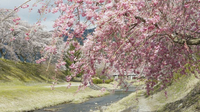 一度きりの今年の桜よ届け 施設や病院のお年寄りへ動画配信 大阪のコンサル 毎日新聞