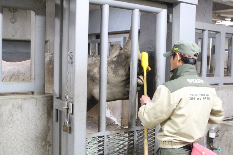 サイのトレーニングを行うスタッフ=天王寺動物園提供