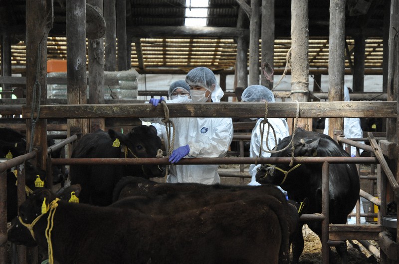 農場防疫で採血される牛。宮崎県はさらなる防疫強化を進める=宮崎県西都市で2020年4月15日午前10時31分、杣谷健太撮影