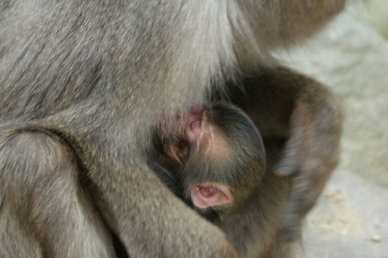 母ザルにしがみつく赤ちゃんザルの「エール」=高崎山自然動物園提供