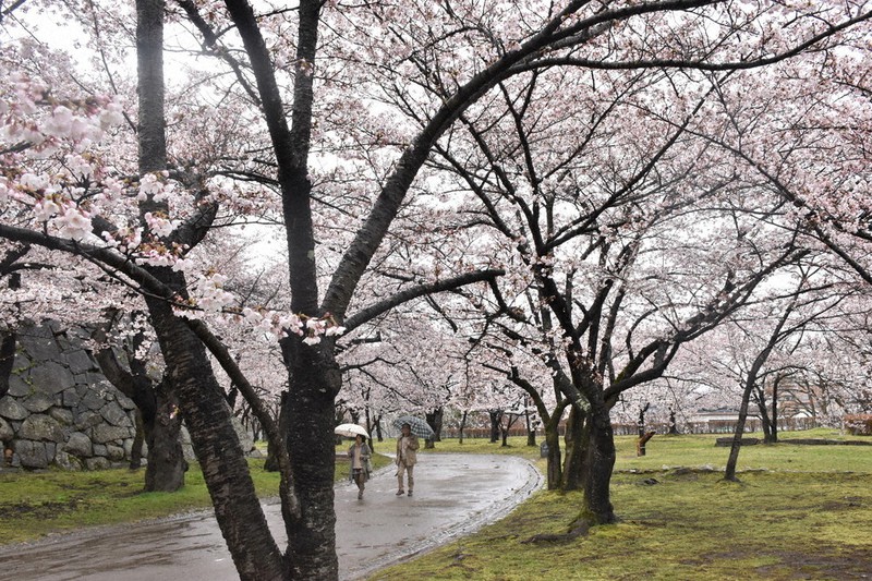 盛岡地方気象台が満開を観測した、盛岡城跡公園の桜=盛岡市内丸で