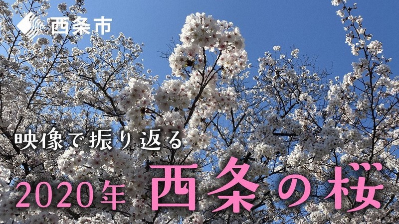 遅めのお花見をお部屋で 愛媛 西条市 満開の桜の動画を作成 毎日新聞
