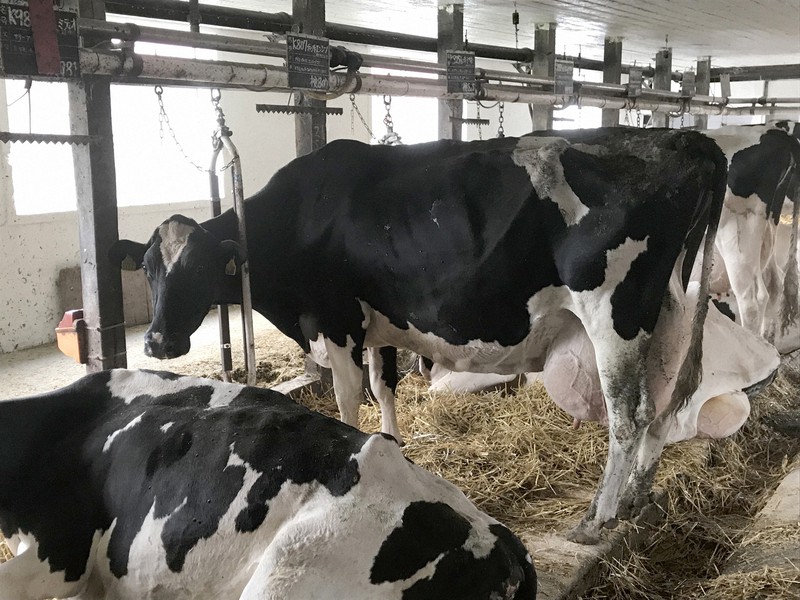 外食産業の休業などで牛乳や乳製品の消費が減っても生乳の生産調整は難しい=北海道安平町で2018年9月9日、丹治重人撮影