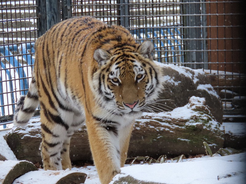 アムールトラのアヅミ=長野市茶臼山動物園で