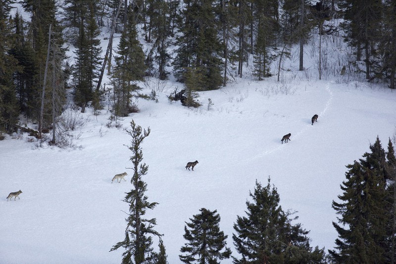 ｅｙｅ 北米大陸 ノースウッズ 知られざる生命の物語 毎日新聞