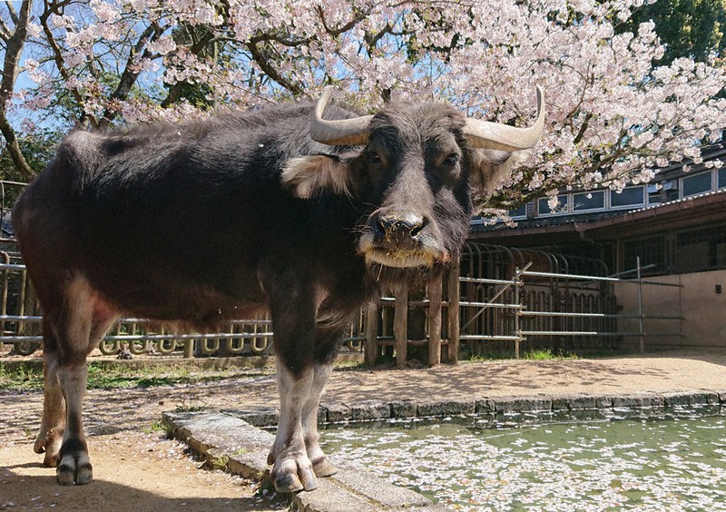 実は水嫌い。「園内で一番きれいなプールですね」と言われることも=砥部町上原町の県立とべ動物園で、中川祐一撮影
