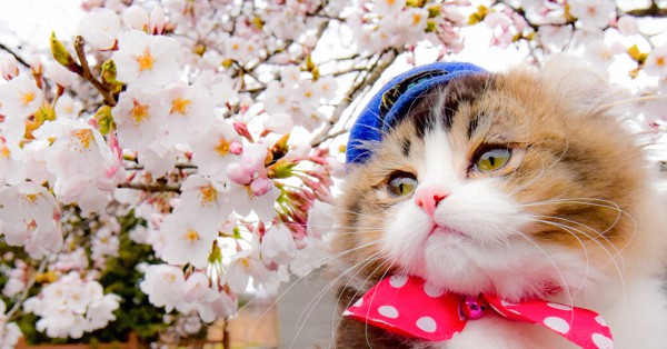 猫ちぐら　　桜ページ 0c8.jpg?1