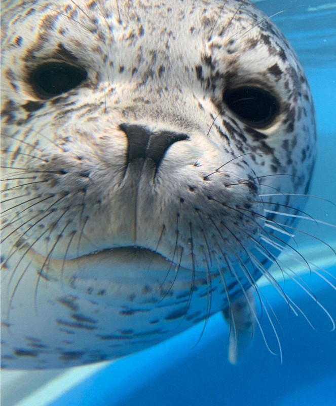 カメラに近寄るゴマフアザラシ=島根県立しまね海洋館アクアス提供