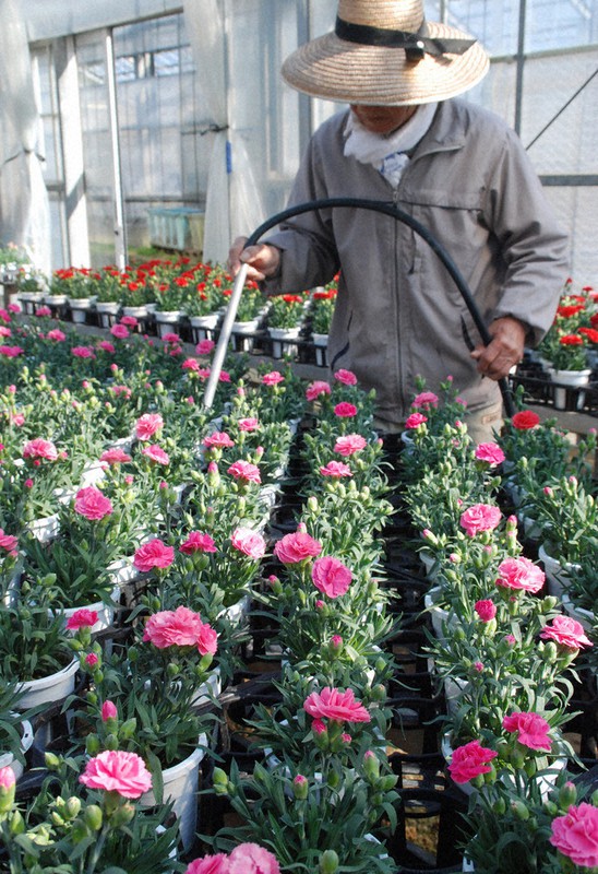 母への感謝 花とともに カーネーション出荷始まる 小倉南 福岡 毎日新聞