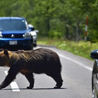 アーカイブ：知床半島の自然と動物たち 世界自然遺産登録10年