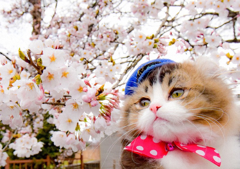 6さいからのニュース：なまえは「さくら」にきまったよ | 毎日新聞