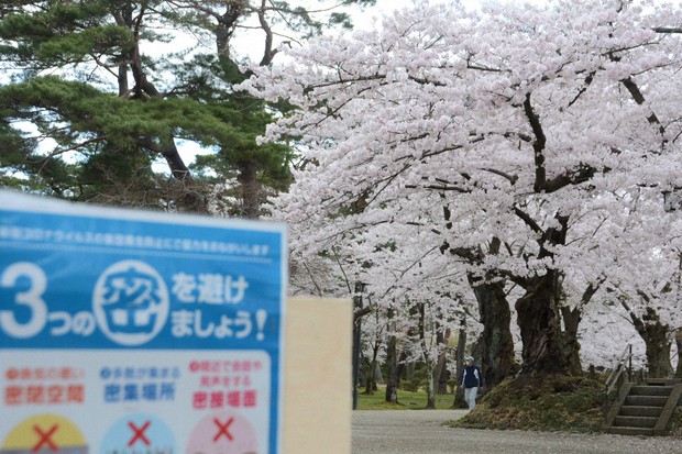 サクラは見ごろだが人の姿がほとんどない千秋公園=秋田市で2020年4月23日午後3時51分、古川修司撮影