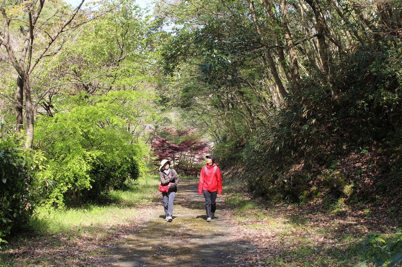 大原湖近くの遊歩道は頭上を木々が覆い、美しい緑に囲まれる=山口市徳地で