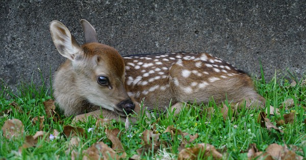 日本動物記〈第4〉奈良公園のシカ・動物園のサル (1957年) 日本動物記〈第4〉奈良公園のシカ・動物園のサル (1957年) (shin