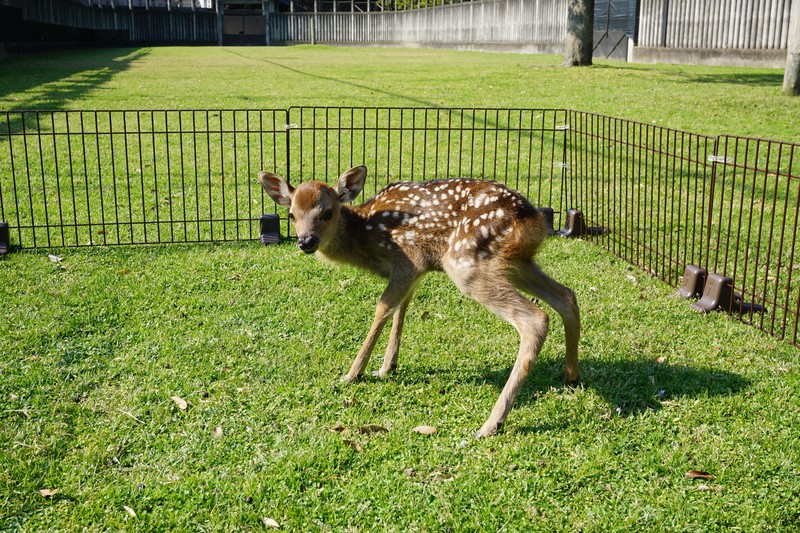 奈良公園でシカの赤ちゃん今年初めて誕生 1999年以降最も早く