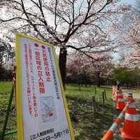 新型コロナ 花見シーズン到来も閑散とする円山公園 札幌 写真特集1 8 毎日新聞